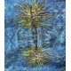 Blue solar flower