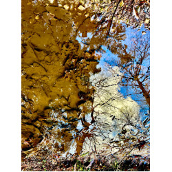 Reflections in Puddle