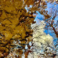 Reflections in Puddle