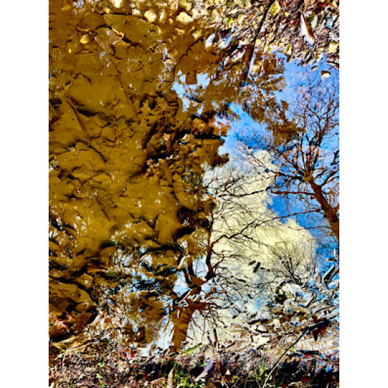 Reflections in Puddle